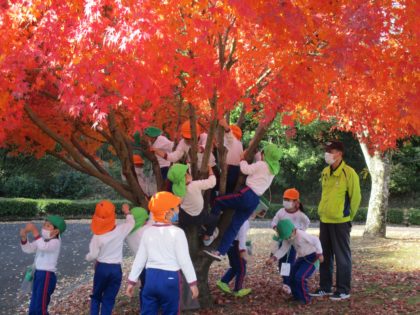 きれいに紅葉した樹がとても素敵でした。<br />
森の先生に「登っていいよ」と言われると<br />
大喜びで登りました。<br />
<br />
登って近くで見ると黄緑・黄色・オレンジ・赤・・・<br />
一本の樹に何色もの葉っぱがついていて<br />
とってもきれいでした。<br />
